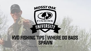 Where Do Bass Spawn • KVD Fishing Tips