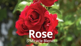 Rose extract Brand by Diana Drummond