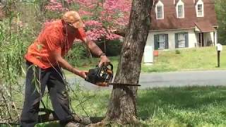 How To Root Weeping Willow Tree Cuttings From An Entire Tree
