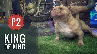 P2: Đi tìm 'King of King'  Bully Exotic đẹp nhất Show ???/ NhamTuatTV  Dog in Vietnam