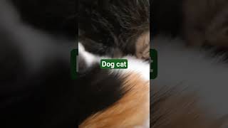 #rap #club #dog #cat #catactivity