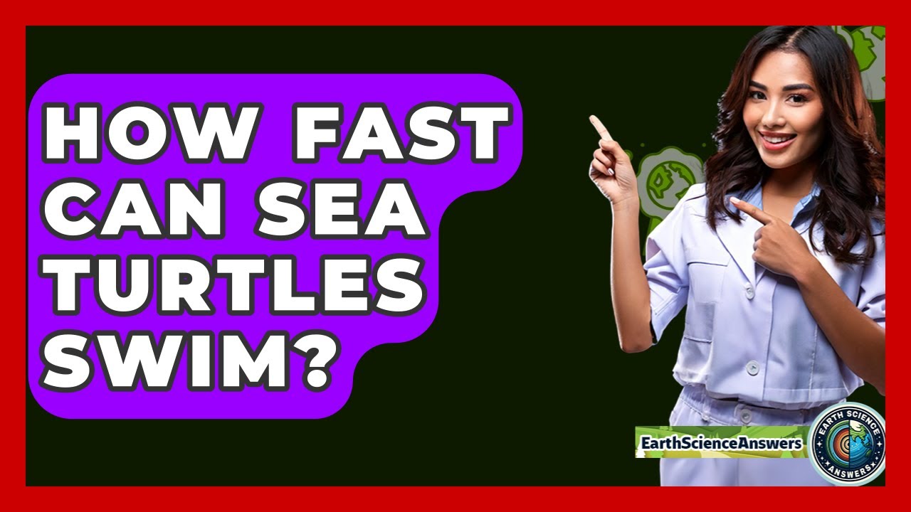 How Fast Can Sea Turtles Swim? - Earth Science Answers