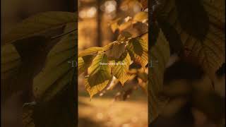 The Healing Rhythm of the Forest 🍃💨 #shorts #calm