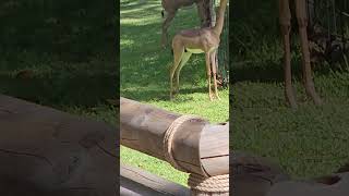 Meet The Beautiful Gerenuk The Long-Necked Gazelle Of San Diego Safari Park