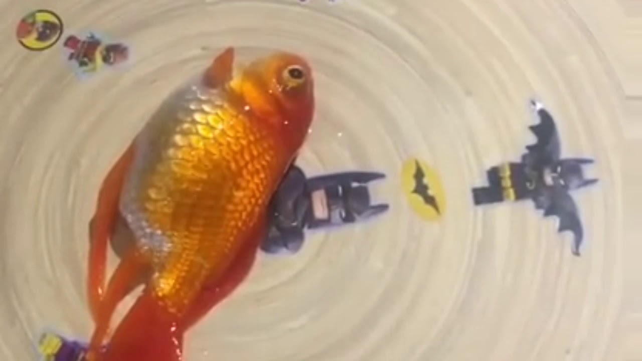Cara mengobati ikan koki yang berenang terbalik 