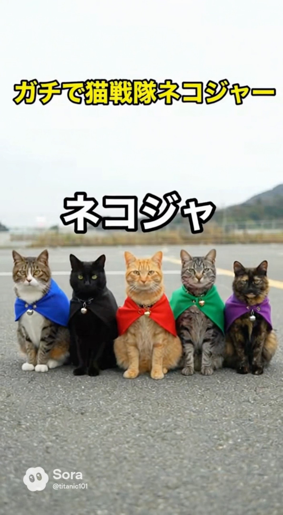 メジャー2+日本ドラマセット ねこ ガチで猫戦隊ネコジャー 🐾Real-Life Cat Sentai, Nyanger!#嘘特撮マン