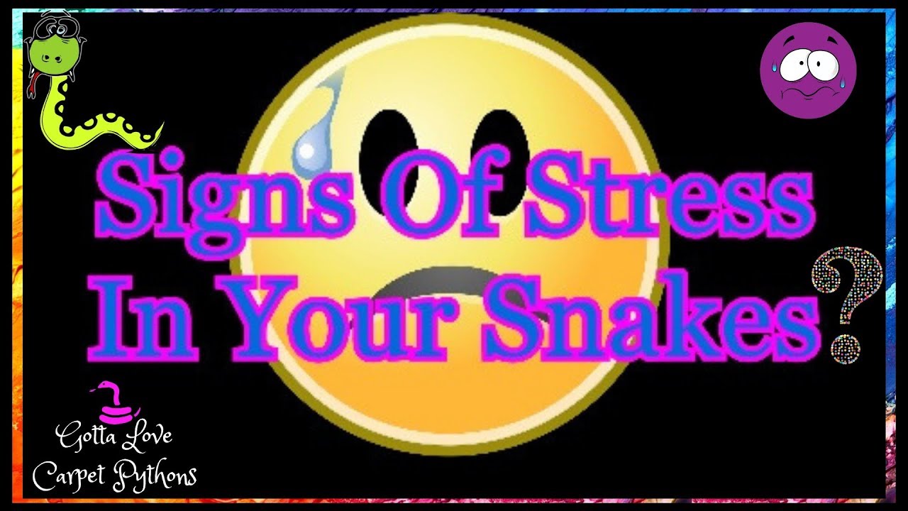 pet snakes and dogs Stress Indicators In Snakes