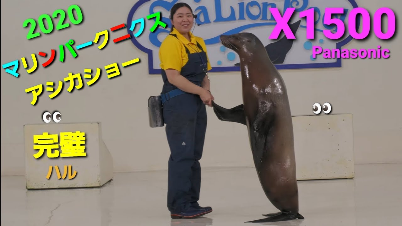 【登別.マリンパークニクス】 アシカショー