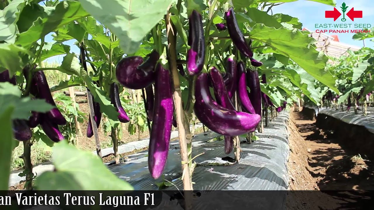 Terung Laguna F1, Inovasi Anyar Panah 