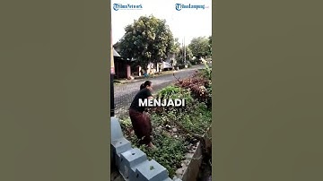 EMAK-EMAK NEKAT TANGKAP ULAR PITON DENGAN TANGAN KOSONG