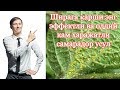 Шира касаллиги, Ширага карши кураш, уй шароитида.