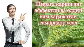 Шира касаллиги, Ширага карши кураш, уй шароитида.