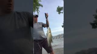 Willow Island Wv Hybrid 1