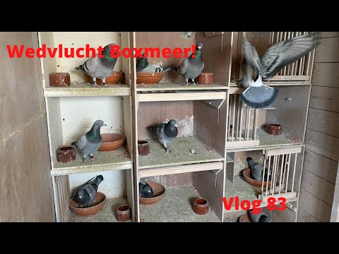 Wedvlucht Boxmeer OostNoordOost K5 Postduiven Vlog #83