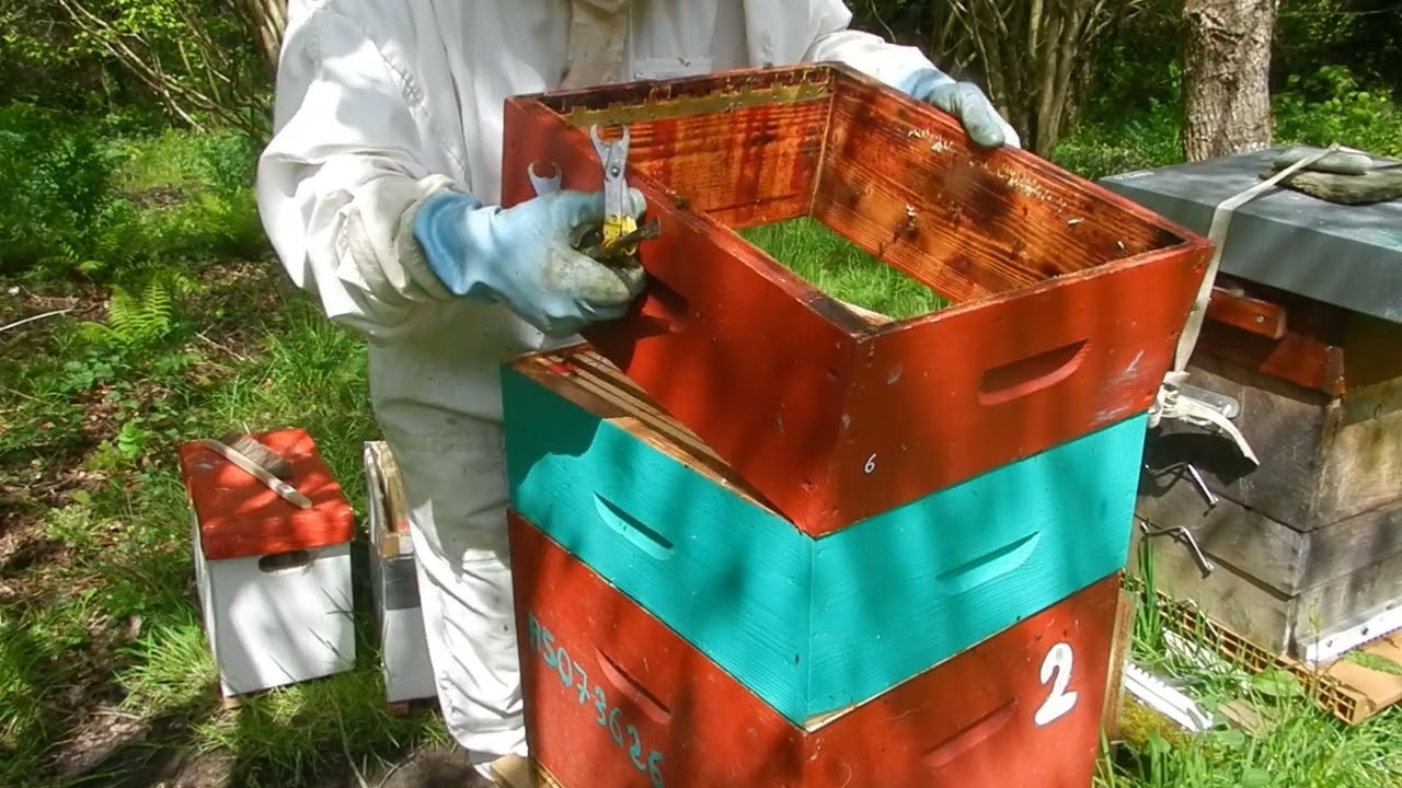 Récolte du miel de printemps en Bretagne miel de colza et fruitier 28 Avril cadres de hausse pleins