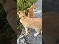 今日も2人は幸せ…山奥の猫兄妹 #shorts