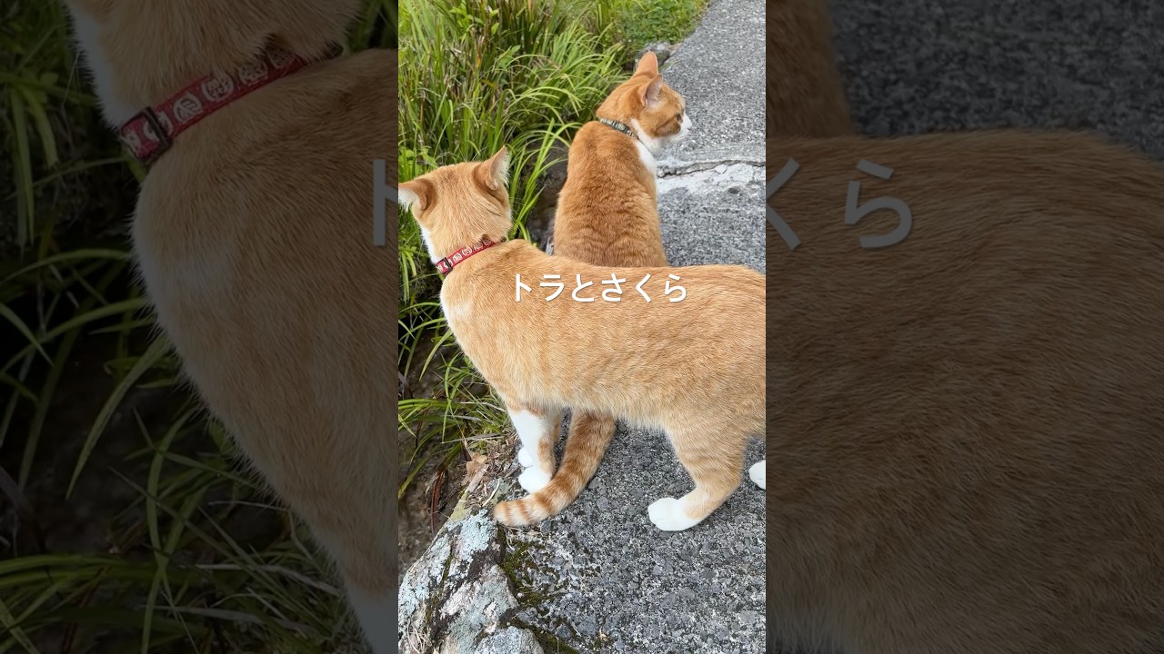 今日も2人は幸せ…山奥の猫兄妹 #shorts