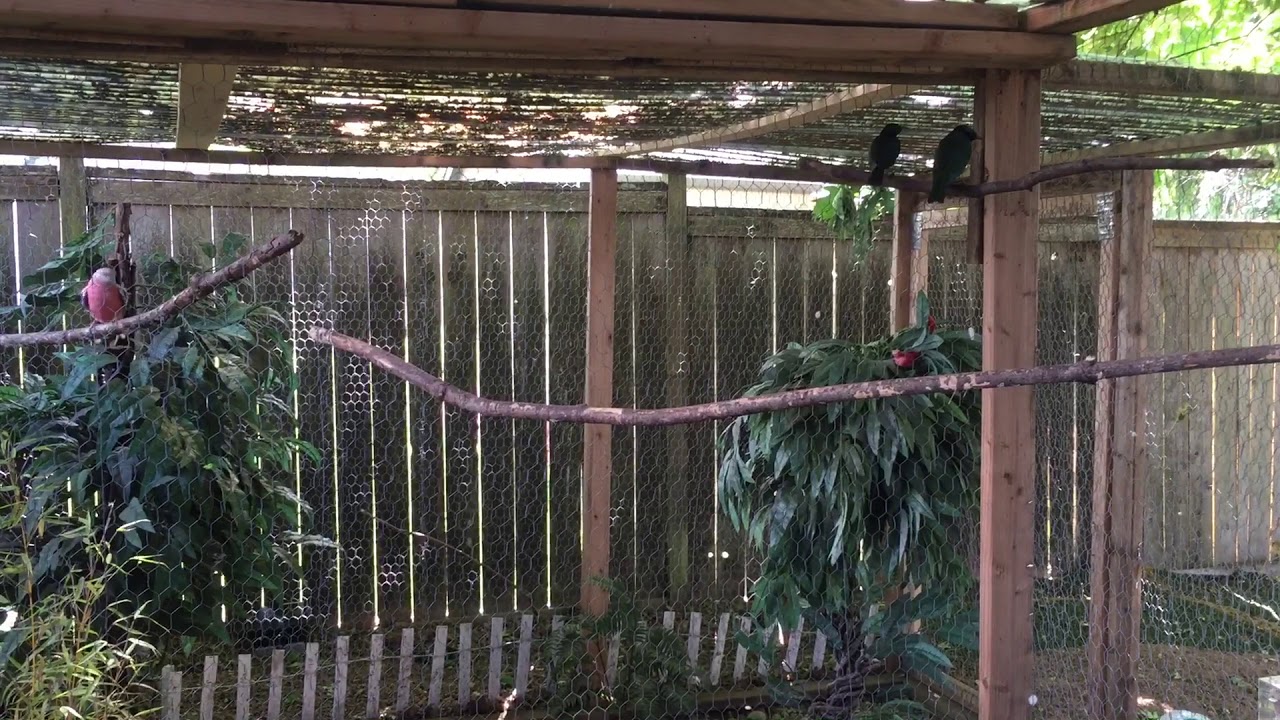 Emerald starlings and Bourkes