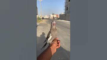 كروان هدد خارجي ترفيه 