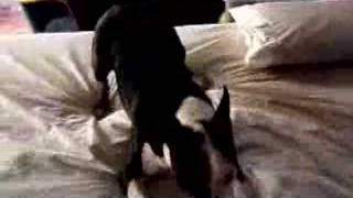 Mini Bull Terrier Cant Help Herself
