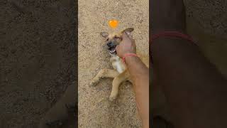 Dogu #cat #animallovers #cute #lifeisbutadream