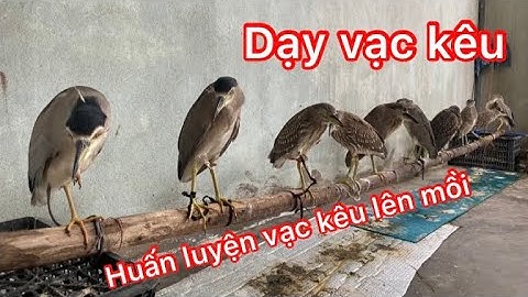 Dạy vạc kêu / huấn luyện vạc lên mồi/ Thợ Rừng Nghệ Tĩnh