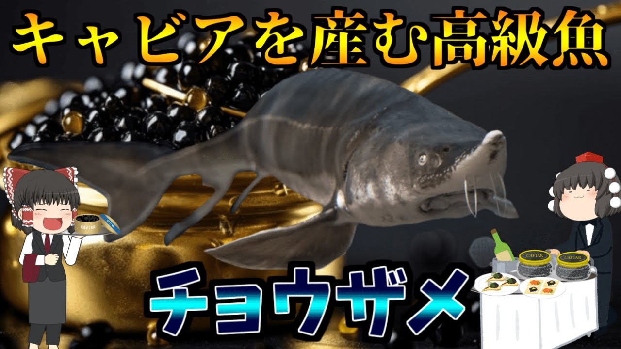 【ゆっくり解説】キャビアを産む高級魚！　チョウザメ