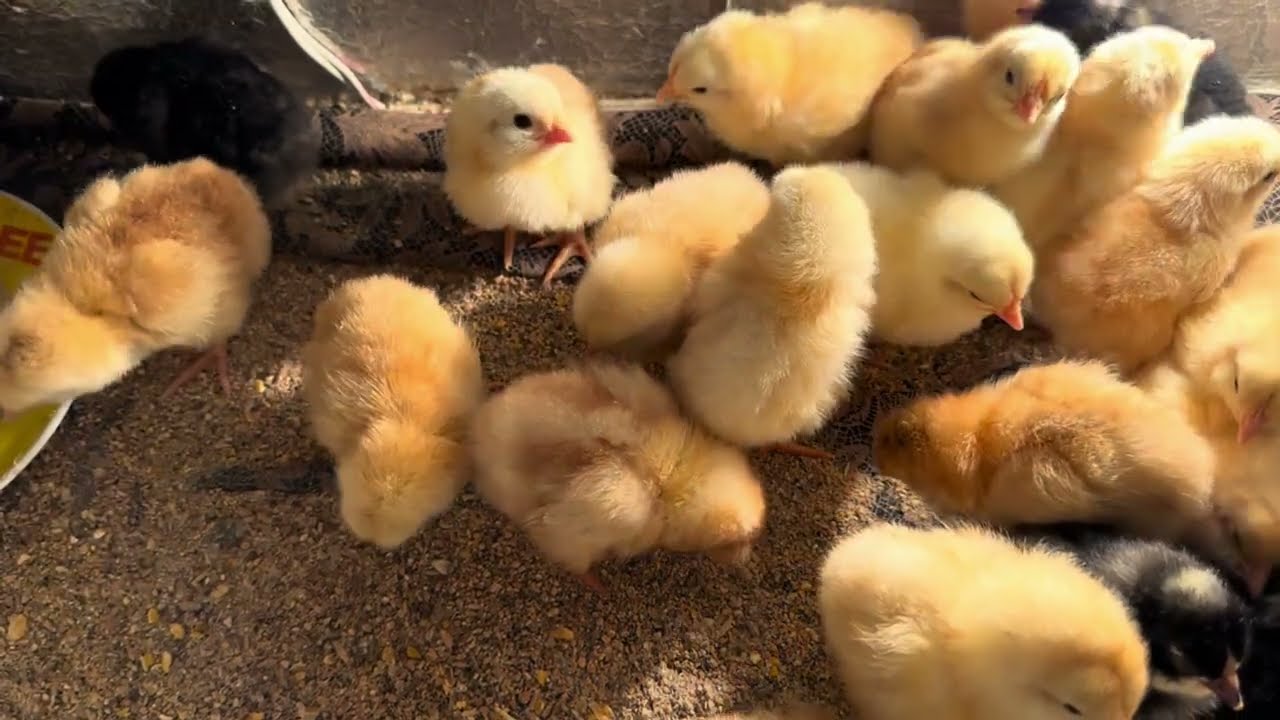 1 ՕՐԱԿԱՆ ՃՏԵՐԻ ԽՆԱՄՔԸ