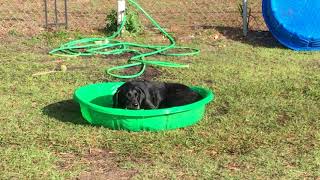 Letty Towles Dog Park, Ocala