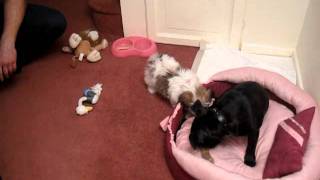 Shih Tzu I Staffik-Zabawa Szczeniaków