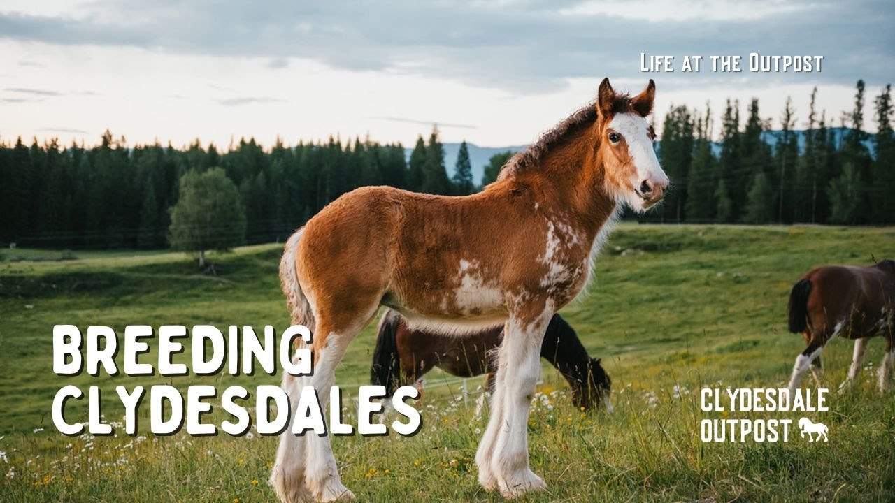Breeding Clydesdales: Preserving a Rare Breed | Life at the Outpost Ep. 7