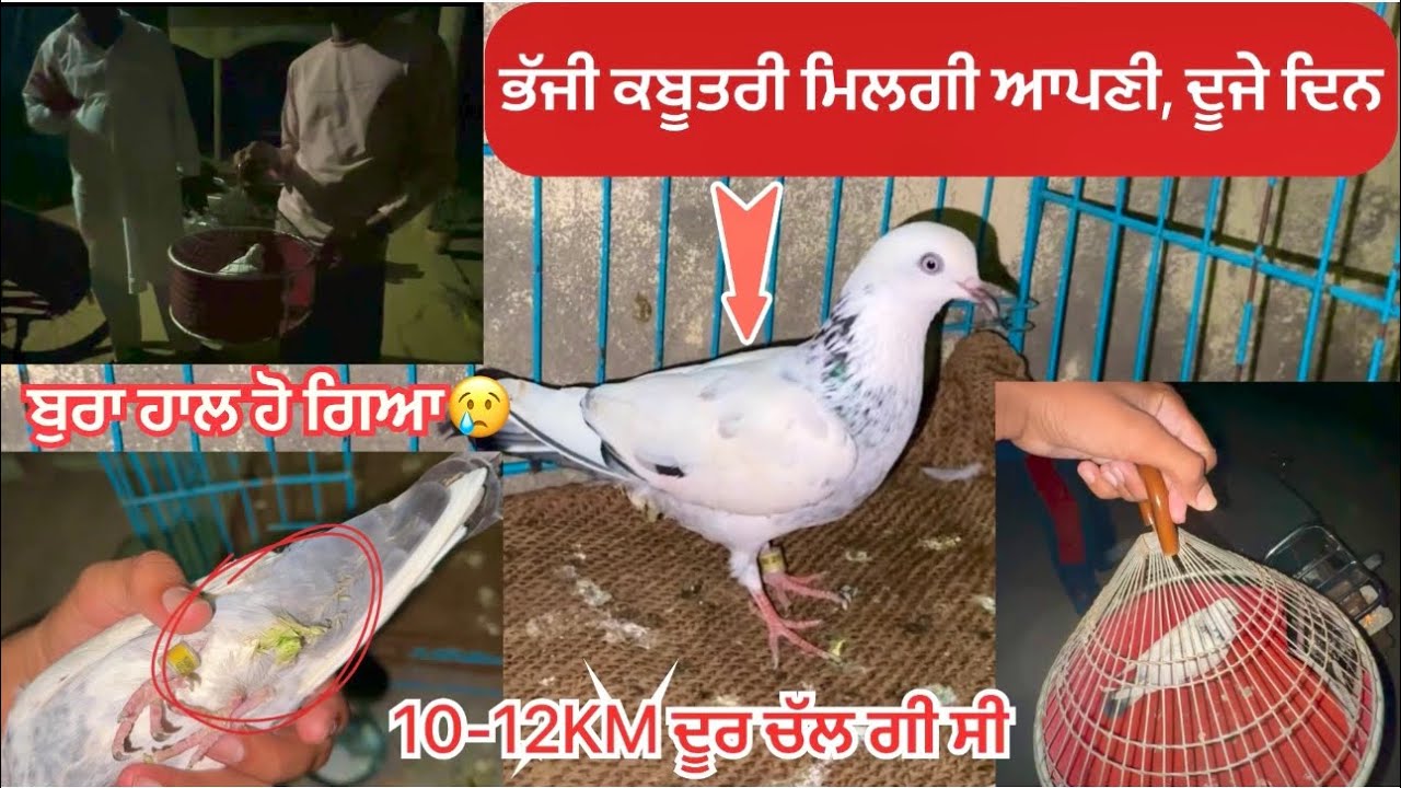ਲਓ ਜੀ, ਜਿਹੜੀ ਕਬੂਤਰੀ ਆਪਣੀ ਘਰੋਂ ਨਿਕਲ ਗਈ ਸੀ|| ਉਹ ਮਿਲਗੀ ਅੱਜ(pind-singhewala) ਤੋਂ|| ਦੇਖੋ ਸਾਰੀ video