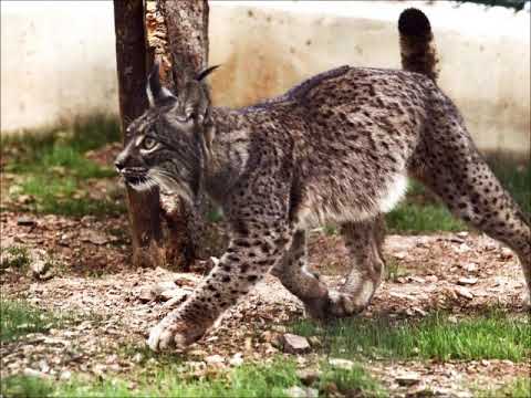 Mighty Lynx - Crazy Like Hell