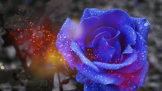 Blue Rose Sparkles Wedding invitation video background without text templates Effects HD 2019