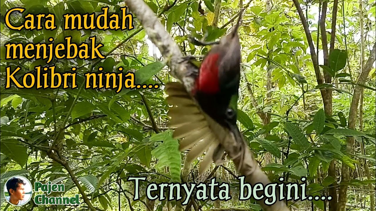 Jebakan Khusus Burung Kolibri Ninja Paling Mudah 