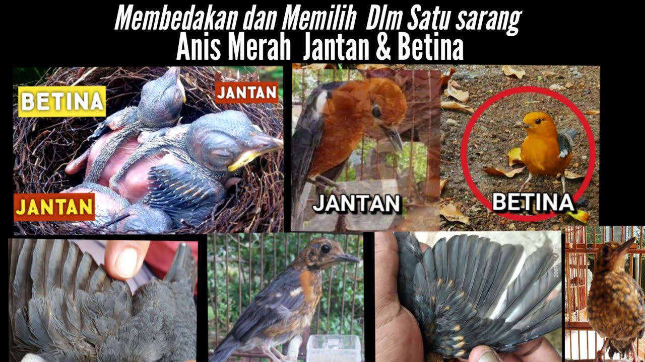 PERBEDAAN ANIS MERAH JANTAN BETINA Trotolan, memilih Jantan dlm Satu sarang,