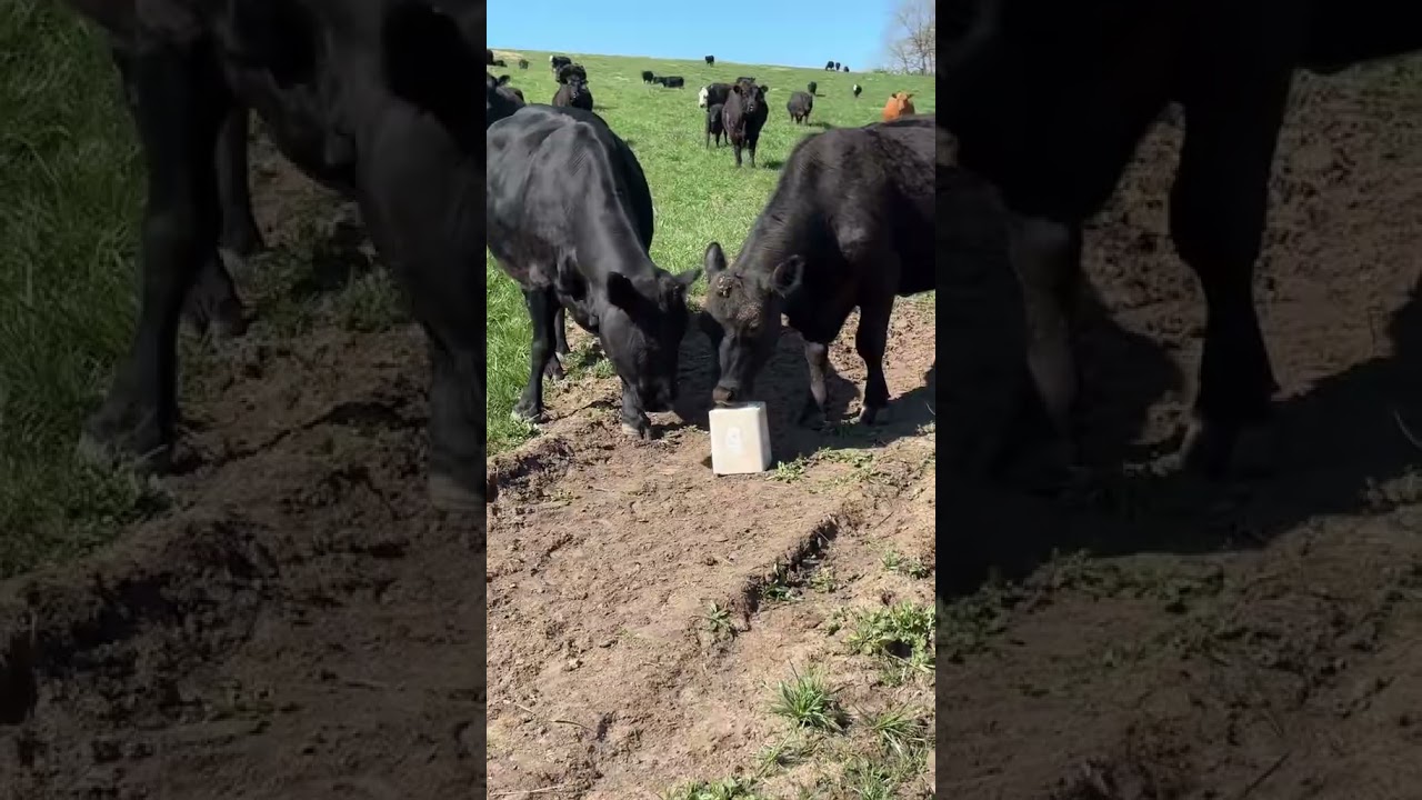 Throwback to the Cube #farmer #funny #cows #livestock