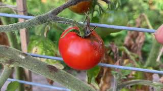 Tomato Blight - Everything You Need To Know