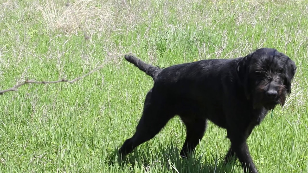 Hans - 10 mont Pudelpointer in training - YouTube