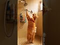 Happy Shower Time 🐱🚿🕓