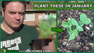 What Vegetables did I plant in January?