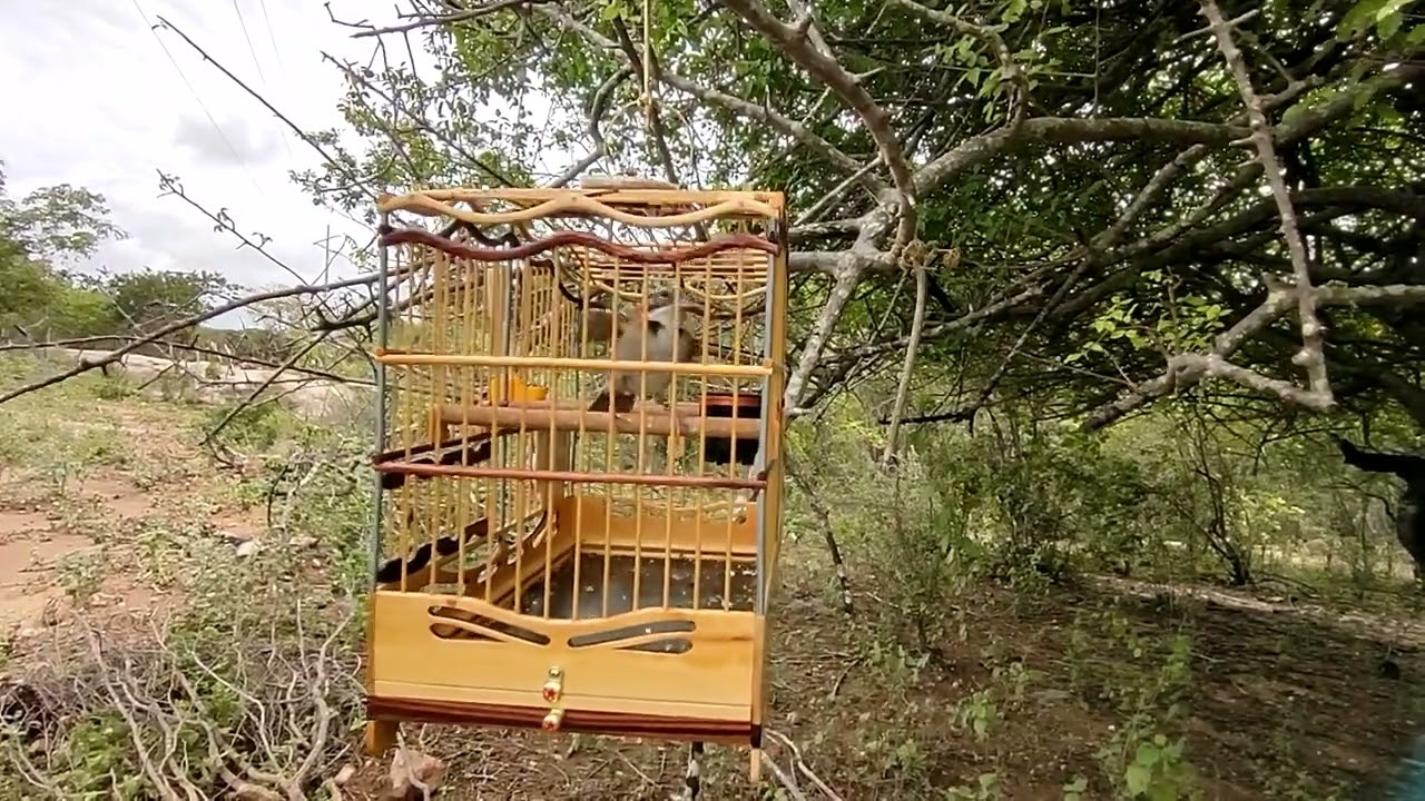Guelão na pegada 🍃🍃