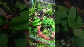 UNS 45S Shallow Aquarium. Very easy Low Tech aquarium #shorts #short #fyp #aquarium