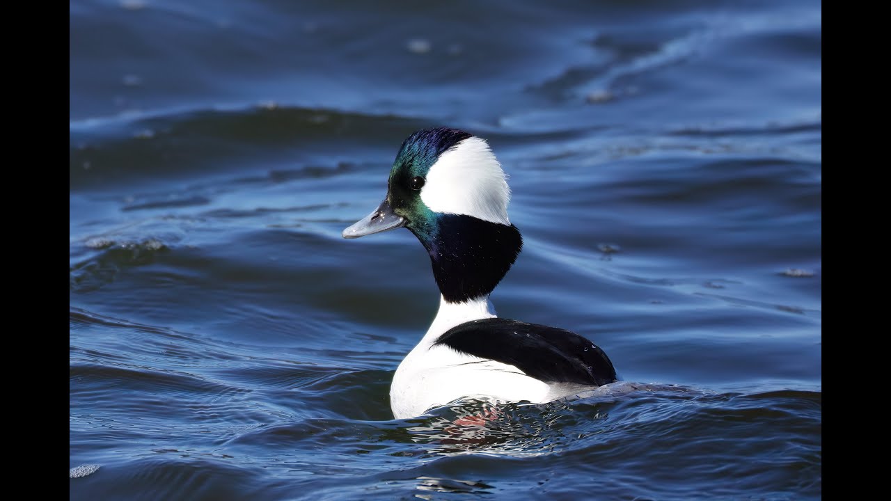Birds in the Savannah Area Winter 2025 2026