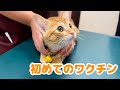【保護猫】茶トラの子猫が初めてのワクチンで大変なことになりました