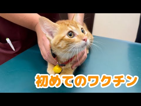 ふんばり親子猫 茶トラ 茶トラの子猫を保護しました！ - YouTube