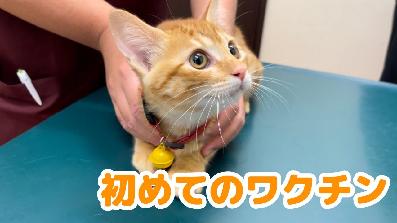 【保護猫】茶トラの子猫が初めてのワクチンで大変なことになりました