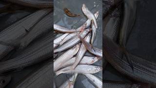 Download Lagu Jamuna River Fish Auction. #shorts #fish #fishingvideo #auction MP3