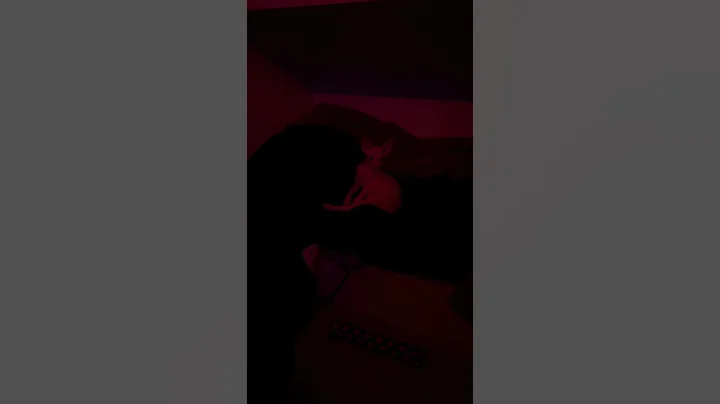 Video 11347441: sphynx kittens american, sphynx baby kitten