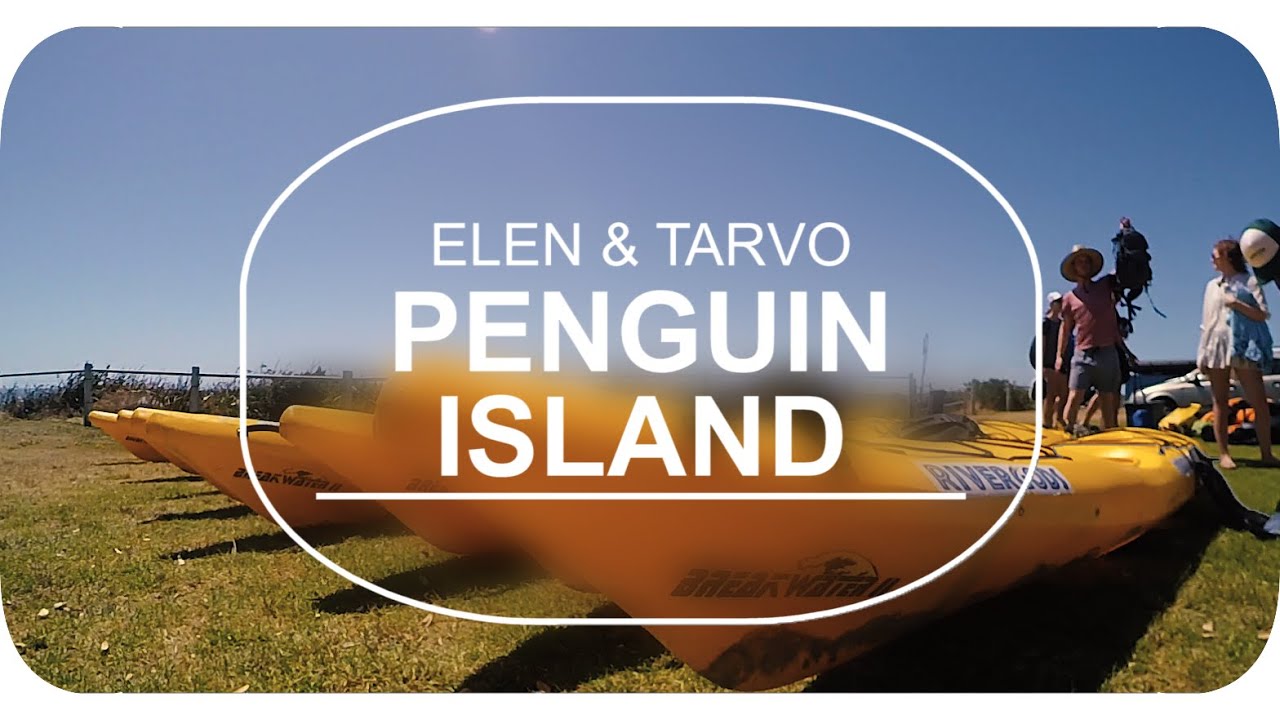 penguin island kayak tour